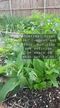 Comfrey! How to use, and what not to do!