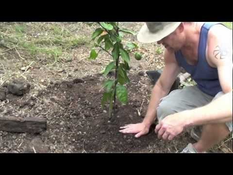 HOW TO GROW A LEMON TREE