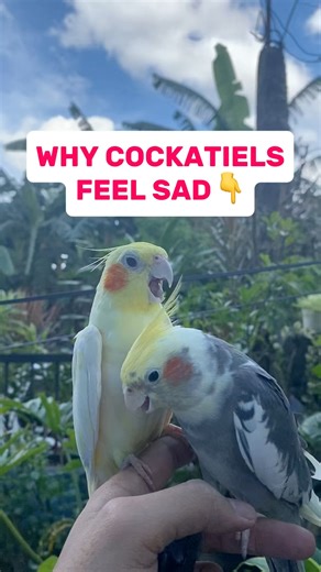 Why cockatiels feel sad #cockatiellover #cockatieltip | Esperedion Rada
