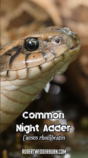 Cutest Snake Drinking Water