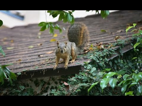 How To Get Rid Of Squirrels | Squirrel Removal from House | Trutech Wildlife Service