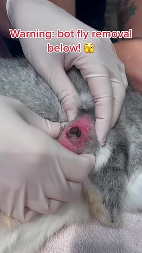 We actually had 2 patients last week with warbles 😱 #vetmed #vettok #vettech #vettechlife #vetmedlife #vettechsoftiktok #veterinarian #vet #kcac