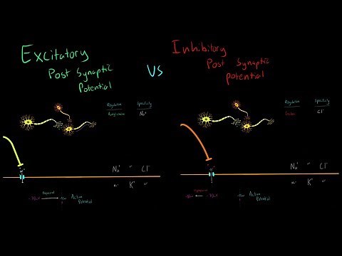 Excitatory vs Inhibitory Neurotransmitters and Post Synaptic Potentials Triggering Action Potentials