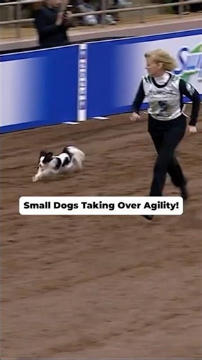Small Dogs Taking Over Agility!