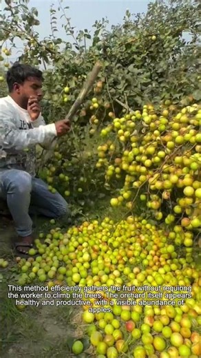 Easy Apple harvesting techniques Revealed