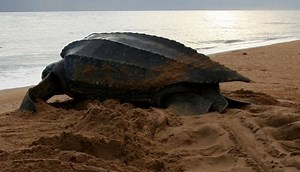Leatherback Sea Turtle Facts: The Largest Marine Turtle - All Turtles