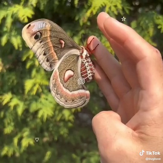 Fun Fact about Cecropia Moths - Largest North American Moths