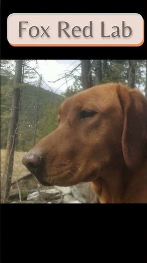 Meet our Adorable Fox Red Labrador Retriever: 🎃 Pumpkin