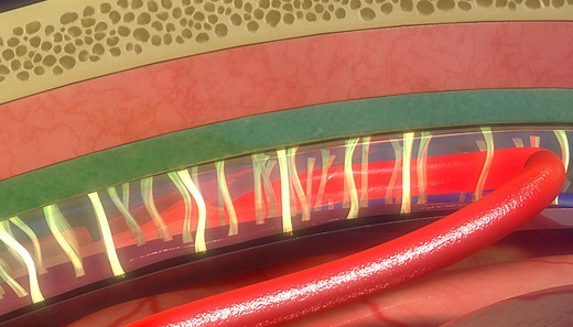 What is the blood-brain barrier?