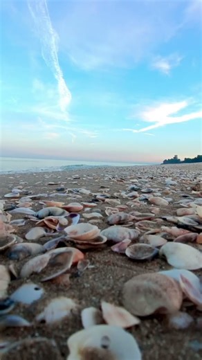 Seashells by the Shore | Natural Sea Sounds & Soft Sky