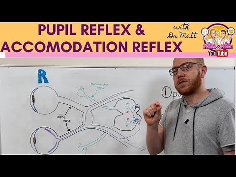Pupillary light reflex and Accommodation reflex