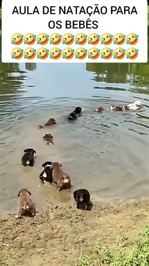 AULA DE NATAÇÃO PARA OS BEBÊS//SWIMMING CLASSES FOR BABIES 🤣🤣🤣🤣🤣🤣🤣🤣🤣🤣