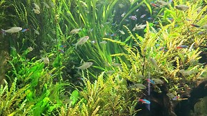 48 reactions | Take a close look inside our freshwater aquariums and...