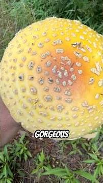 How to safely prepare the yellow Fly Agaric (Amanita muscaria var. guessowii / chrysoblema) as food