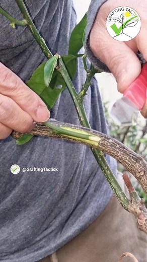 graftingtactick on TikTok