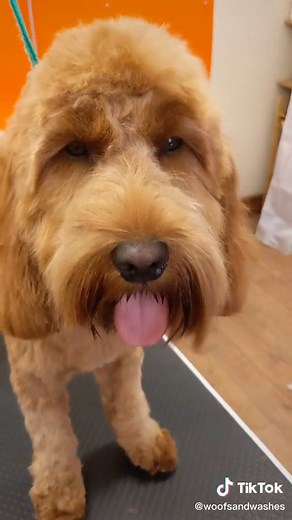 Cockapoo Grooming Tips and Tutorial