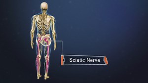 Sciatic Nerve: Muscle Innervation and Function