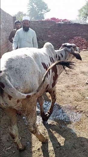 Lumpy Skin Disease in Cattle – Causes, Symptoms, and Treatment Explained