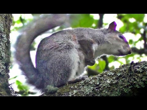 Noisey Squirrel - Crazy Sound