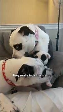 What Are The Odds That Three Separate Dogs All Look Like Pandas? | The Dodo