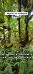 31 reactions | Old-growth bigleaf maples are the most plant-covered...