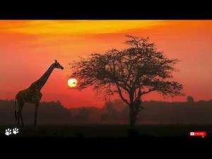 Best African Traditional Background Music