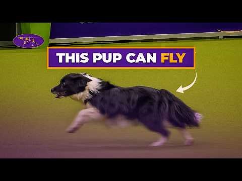 Is This The Fastest Dog Of All-Time? 🐕💨