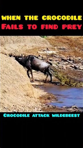 crocodile hunting fail‼ #animals #trending #shorts