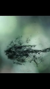 In "Alien: Covenant," the titular spaceship, on a mission to colonize a new world, intercepts a distress signal from a nearby, seemingly habitable planet. The crew decides to investigate, leading them to a desolate Engineer world where they encounter David, a rogue android from the events of "Prometheus." David reveals he has been experimenting with the Engineers' bioweapon, creating new forms of alien life, including Neomorphs. The crew is decimated by these creatures an #David's machinations, 