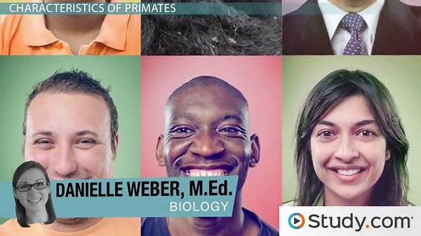 Human Evolution Stages & Timeline