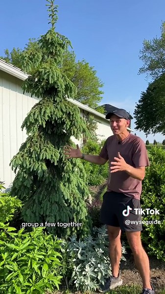 Beautiful Weeping White Spruce for Compact Spaces