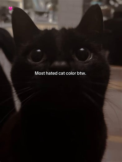 The Adorable Appeal of Cat Breeds: A Closer Look