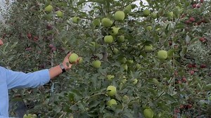 Gala needs Cross Pollination 🍎 | AVO Fruit Tree Nursery