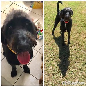 5.1K views · 135 reactions | UPDATE: VADER HAS FOUND HIS FOREVER...