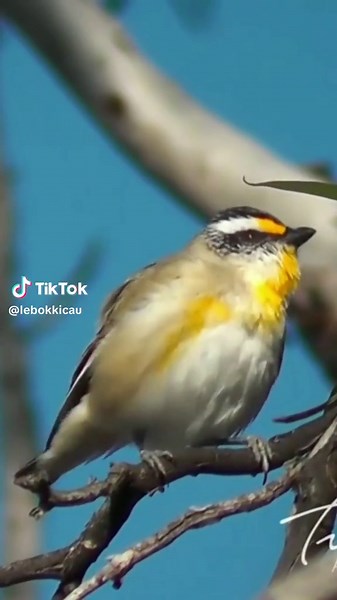 Discover the Striated Pardalote: A Colorful Bird Species