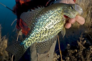 Color-Coded Crappie: Choose Your Bait Options Wisely - Game & Fish