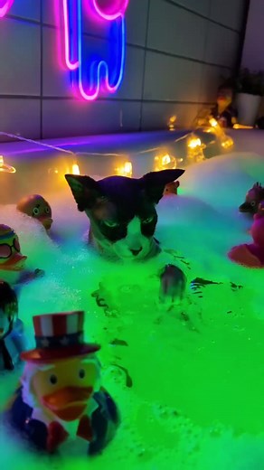 21K views · 53 reactions | bubble bath purr-fection 識 Sphynxnille #ROMWE #cat #ASMR | ROMWE | Facebook