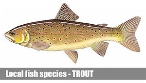 Trout Fishing Guide Victoria | Recreational Fish Species Facts