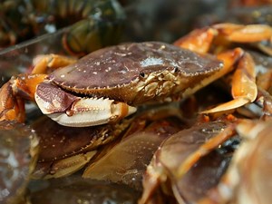 Puget Sound's Crabbing Season Begins In July