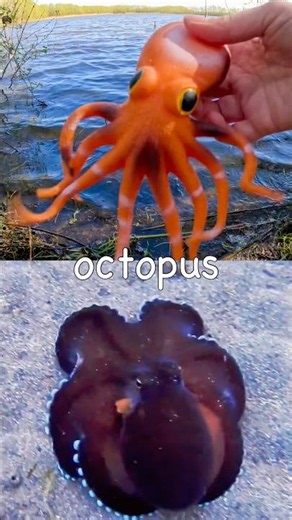 Sea Animal Names for Kids to Learn at the Lake: Octopus Turtle Shark Lionfish Seahorse