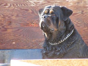 Giant Rottweilers From Europe#VTDRK