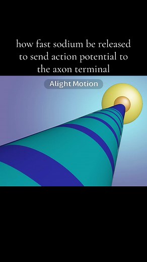 How Fast Sodium is Released for Action Potential