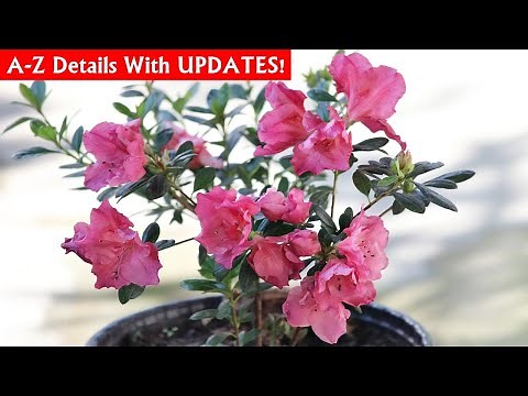 RIGHT Way To GROW & CARE For Azalea Plant!