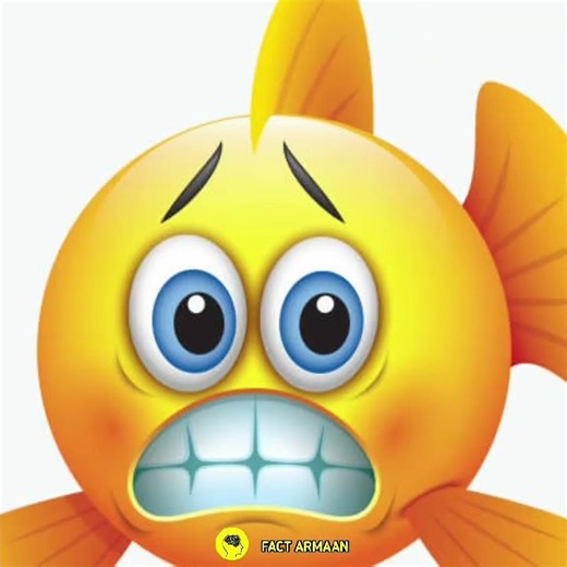 Humans and dolphins catch fish together! yes really 😲 #shorts #facts