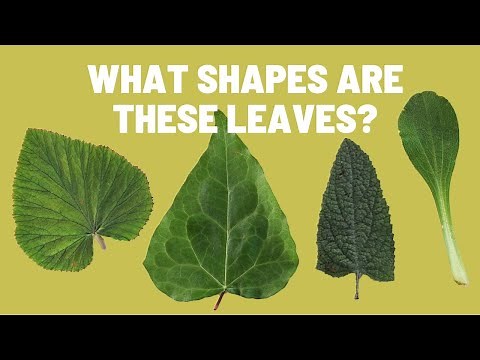 Learn to Recognize Different Types of Leaf Shapes | Plant Leaves