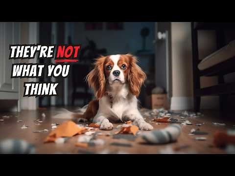 I wish I knew these BEFORE getting a Cavalier King Charles Spaniel