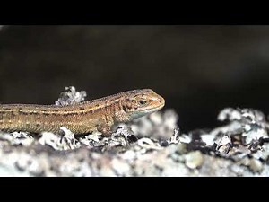 Common Lizard basking in the Sun