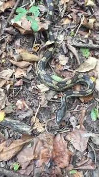 Grey Rat Snake in north Alabama