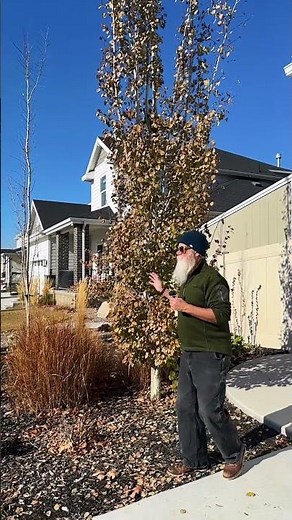 Why COLUMNAR Trees?? #gardening #landscaping #tree #education #design