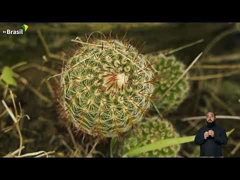 Pampa: a natureza selvagem e o homem vivendo em harmonia | Nossos Biomas